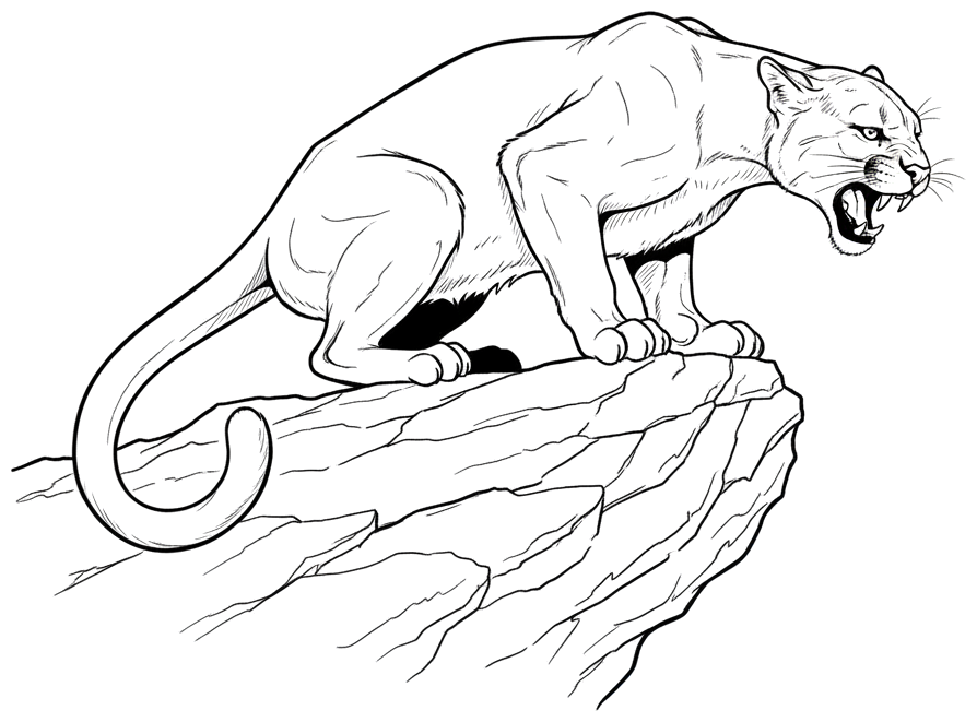Mountain lion graphic